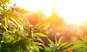 Colorado cbd from organically grown hemp